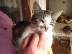 Hilferuf für Katzen