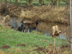 Silas & Joy im Auslauf in Schmalfeld