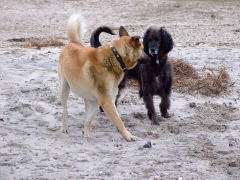 Silas am Strand