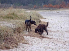 Silas am Strand