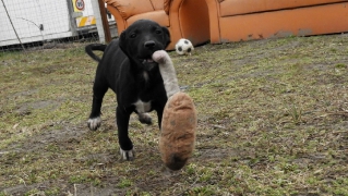 Bogi und Sally sind vermittelt