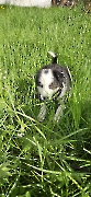 Border-Collie-Mischlingswelpen_2