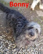 Bonny 2025