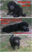 Bonny: Dringend Pflegestelle gesucht