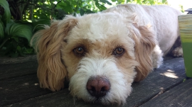 Hunde Zuhause 2013