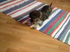 Motte (Lilli)