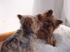 Suri (Zorica)