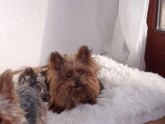 Suri (Zorica)_3