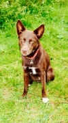 Hunde Zuhause 2014