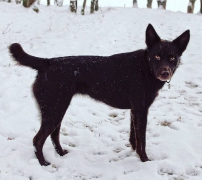 Hunde Zuhause 2014