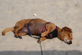 Hunde Zuhause 2015
