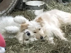 Inka und Nika zuhause