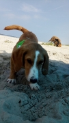 Hunde Zuhause 2017