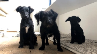 Bärly, Mogli und Kozy Zuhause
