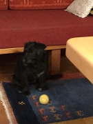 Hunde Zuhause 2019