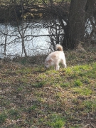 Hunde Zuhause 2022