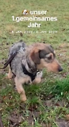 Hunde Zuhause 2023