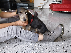 Bojti jetzt Emil zuhause_1