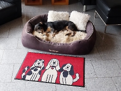 Bojti jetzt Emil zuhause_2
