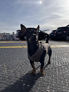 Hunde Zuhause 2024