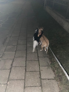 Moni Gassi mit der Katze