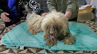 Hunde Zuhause 2025