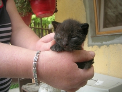 Katzenhilfe im August 2019 bei Erzsike_1