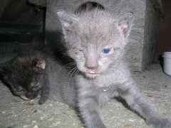 Katzenhilfe im August 2019 bei Erzsike_4