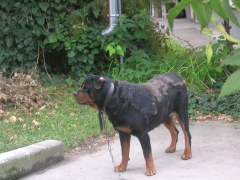 Hilfe für einen älteren Rottweiler_2