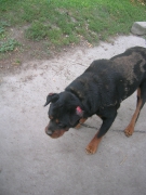 Hilfe für einen älteren Rottweiler_5