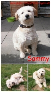 Sammy