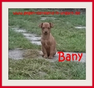 Bany