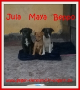 Jula, Maya und Beppo