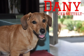 Dany - vermittelt