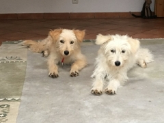 Nika und Inka