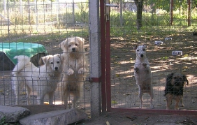 Isy (2. von rechts im Bild, von links nach rechts: Salsa, Jennie, Isy, Engie)