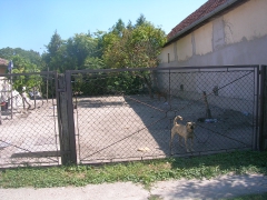 Die beiden Kettenhunde ohne Waser_1