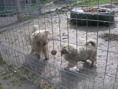 Luxy und Boby spielen gern mit dem Ball.