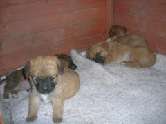 die 4 Welpen im Hundehaus, vorne die Hündin