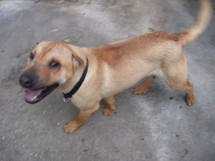 Meldung Shar Pei