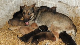 2. Fall: Schäferhund-Mama mit Welpen