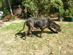 Die Mutter der Welpen, ein Vizsla-Mix