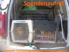 Spendenaufruf: 5 unserer Hunde auf dem Weg ins Tierheim