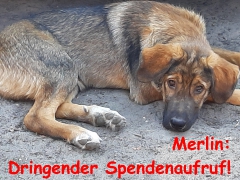 Spendenaufruf für Merlin