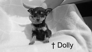Dolly †