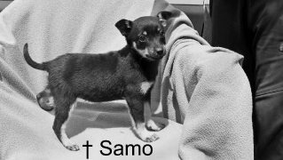 Samo †