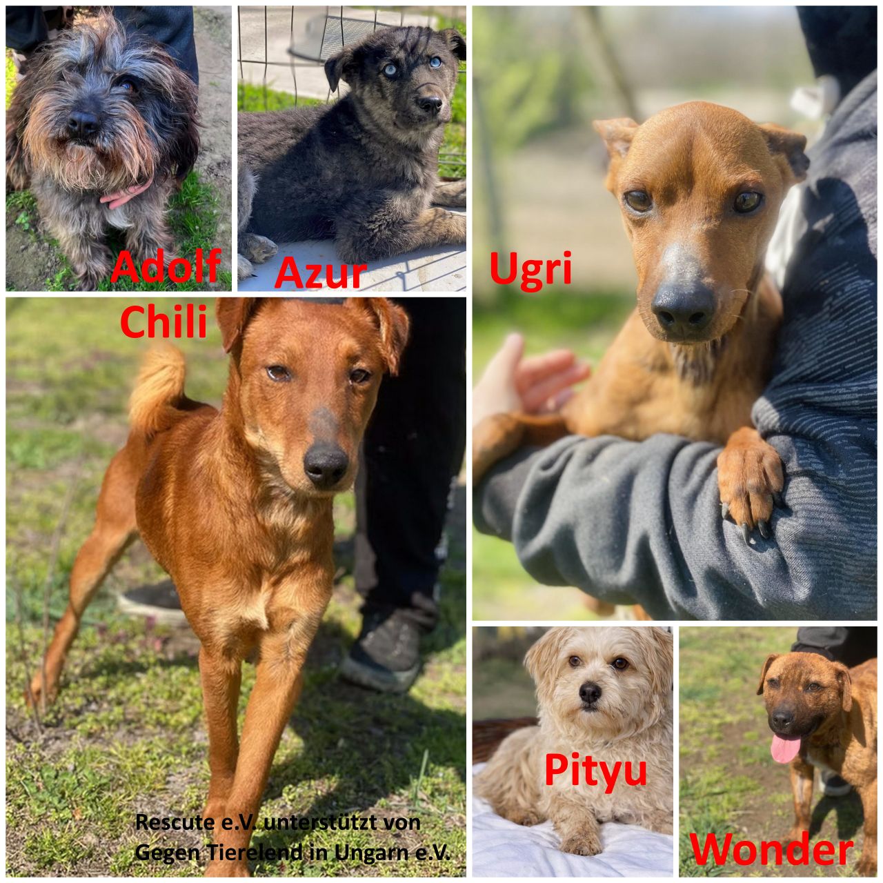 6 Hunde zur Vermittlung